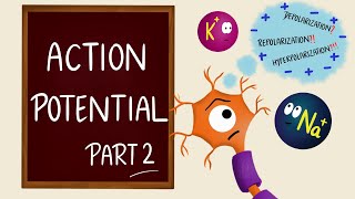 Action Potential  Part 2  Phases  Neurons  Nerve Muscle Physiology [upl. by Dirraj]