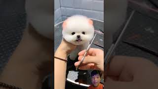 Wah guys doggy nya imut banget dog pets cute puppy funnypuppy doglover happy funny family [upl. by Acinoryt]