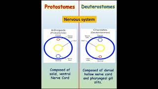 Discover the Incredible Difference Between Protostomes and Deuterostomesilmkidunyaofficial [upl. by Esiuolyram274]