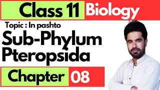 Sub Phylum Pteropsida Ferns and seed plants  Class 11 biology chap 8 in pashto [upl. by Annawoj]