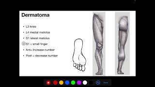 Dermatomes of lower limb made easy  in 5 min  simple  memorize [upl. by Aleb]