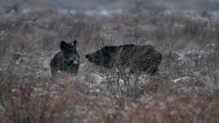 Huczka dzików zimowy poranek z dzikami big wild boar кабан wildschwein [upl. by Adiv537]