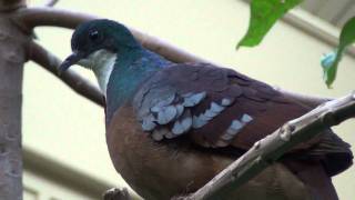 Displaying Mindanao Bleeding Heart [upl. by Nosnaj789]