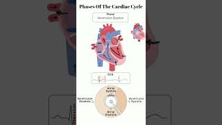 Phases of the Cardiac Cycle usmle cardiology heart heartphysiology ecg cardiovascular [upl. by Laird]