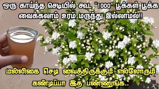 பல வருடம் பூக்காத செடியில் கூட 1000 பூக்கள் பூக்க வைக்கலாம் Jasmine Plant Tips  A1 Nursery Garden [upl. by Rasia]