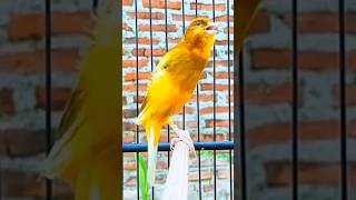 Kenari gacor kenari pancingankenari masteranburung canary kanarya birdsinging canarysinging [upl. by Aicilec]