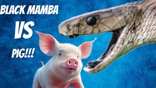 Black Mamba Eats a PIG [upl. by Mark]