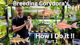 Breeding Corydoras My Way does it work [upl. by Kleon]