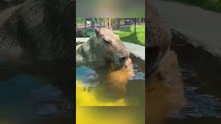 Capybara Splash  capybara animals animallover [upl. by Sheppard]