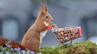 Leben mit Eichhörnchen in der Stadt  Live with squirrels in the city HD [upl. by Bury196]