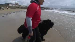 QUIBERON  🧲 🆘 Droles de chiens sauveteurs en mer  TV Quiberon 247 [upl. by Aicylla]