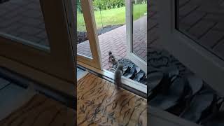 3 Squirrels collide at our door squirrelwatching bluejays [upl. by Tija24]