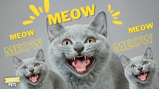 Cat Meowing at Night What to Do 6 Tips to Stop Nighttime Meows [upl. by Acireh]