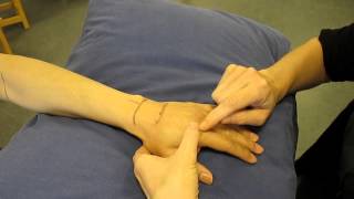 Metacarpophalangeal Joint Dorsal aspect Hand Palpation [upl. by Avad]