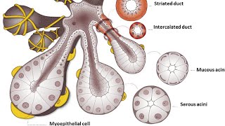 Glandular Epithelia  DRBYSON EM [upl. by Beuthel571]