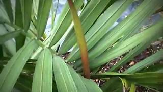 Small Dypsis decipiens [upl. by Irrot]