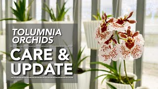 TOLUMNIA ORCHIDS UPDATE  Tolumnia Orchid Care  Tolumnia Collection [upl. by Ekul]