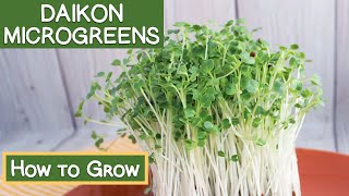 Daikon Radish Microgreens How to Grow  Reasons to Eat Them [upl. by Avilla884]