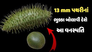 13 mm પથરીનાં ભુક્કા બોલાવી દેશે આ વનસ્પતિ  kidney stone treatment [upl. by Nameloc]