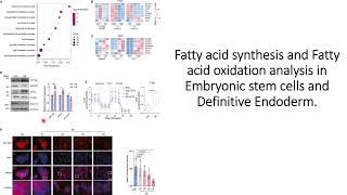 FAS and FAO pathway analysis in Embryonic stem cells and Definitive Endoderm Code 606 [upl. by Aihtennek932]