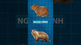 CAPYBARA VÀ SÓC ĐẤT AI SẼ DỄ THƯƠNG HƠN nguyenphuongthao capybara [upl. by Ruthanne]