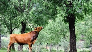 Larbre et les paysans à travers le monde  Geneviève Michon [upl. by Katleen]