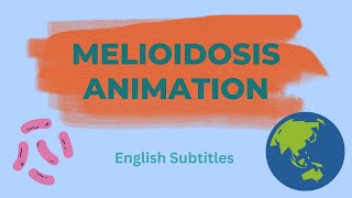 Melioidosis Animation without Diabetes English Subtitles [upl. by O'Malley123]