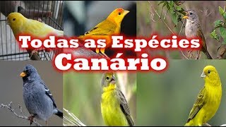 Todas Espécies de canários [upl. by Frasco]