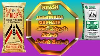 Muriate of Potash and Ammonium sulfate వరిలో ఎప్పుడు వేసుకోవాలి ఎందుకు వేసుకోవాలిEruvaaka [upl. by Ragland804]