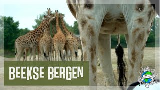 Safaripark BEEKSE BERGEN  Auf Safari mitten in den Niederlanden [upl. by Einafets]