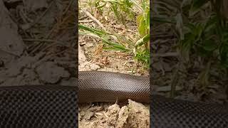 snake snakevideo snakehelpline108 youtube youtubeshorts youtuber [upl. by Etteb281]