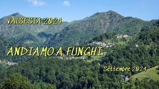 Valsesia 2024 Andiamo a funghi Settembre 2024 [upl. by Elysha]