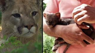 Farmer Brings Home ‘Kitten’ That Turns Out to Be Baby Cougar [upl. by Annaj]