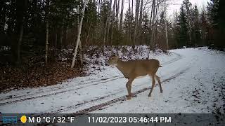 Tomahawk Trail Camera Oct 29 to Nov 19 2023 [upl. by Henry36]