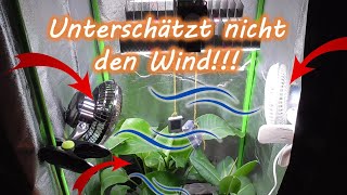 Wie lange den Ventilator in der Growbox rennen lassen Ab wann Position Immer an Dauerbetrieb [upl. by Rrats]