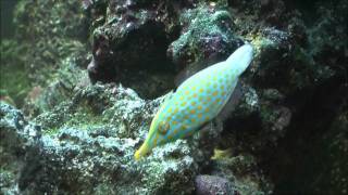 Orangespotted Filefish [upl. by Dunn]