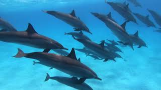 Delfines en el Mar Rojo  Dolphins in Sataya Reef Red Sea  GoPro Courses Trip to Egypt 2018 [upl. by Neumeyer]