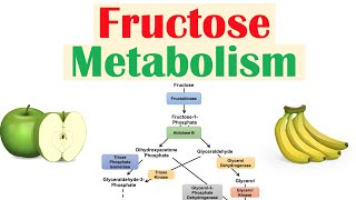 Fructose Metabolism Absorption Fructolysis Regulation and Role in Obesity [upl. by Saoj24]