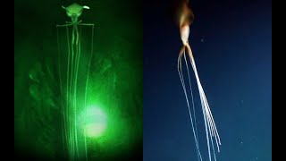 Magnapinna Squids  NEW HD Footage  Deepsea Oddities [upl. by Amme813]