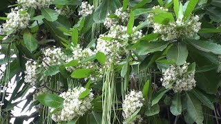 Alstonia macrophylla Hard milkwood [upl. by Moretta]