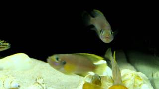 Neolamprologus Brevis Sun Spot  Tanganyika Cichlids Fight [upl. by Elias]