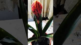 Guzmania propagation nature garden plants propagation music instrumental song [upl. by Ymereg]