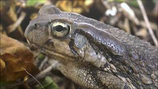 Raucous Toad calling Sclerophrys capensis [upl. by Ahsym134]