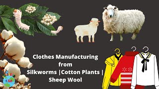 What are Clothes  How Clothes are made  Cotton  Silk  Wool  Complete process [upl. by Temple]