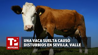 Una vaca suelta causó disturbios en las calles de Sevilla Valle I02032024I TP Noticias [upl. by Rj]