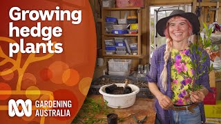 How to propagate hedge plants using existing plants  Gardening 101  Gardening Australia [upl. by Anitsyrc]