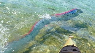 GIANT OARFISH FILMED IN MEXICO [upl. by Eedyak787]