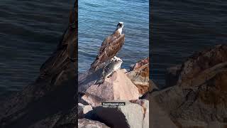 White Bellied Sea Eagle with lunch lakemacquarie seabirds [upl. by Lekim617]