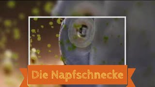 Die Napfschnecke beim Algen Verputzen  Neritina pulligera [upl. by Argile54]