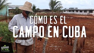 los campesinos de Cuba y su supervivencia [upl. by Sairtemed]